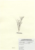 藏品(傘房龍鬚菜)的圖片